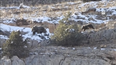 Gümüşhane'de karlı arazide yiyecek arayan anne ayı ve yavrusu görüntülendi