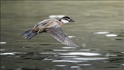 Nesli tehlike altındaki dikkuyruk ördekleri Kocaeli’de görüntülendi
