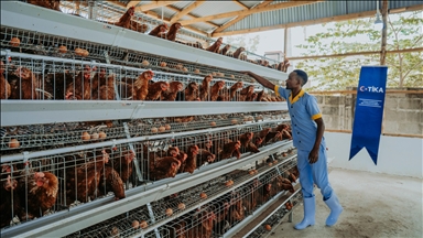 TİKA, Tanzanya'da kadınlara yönelik tavukçuluk ekosistemi kurdu