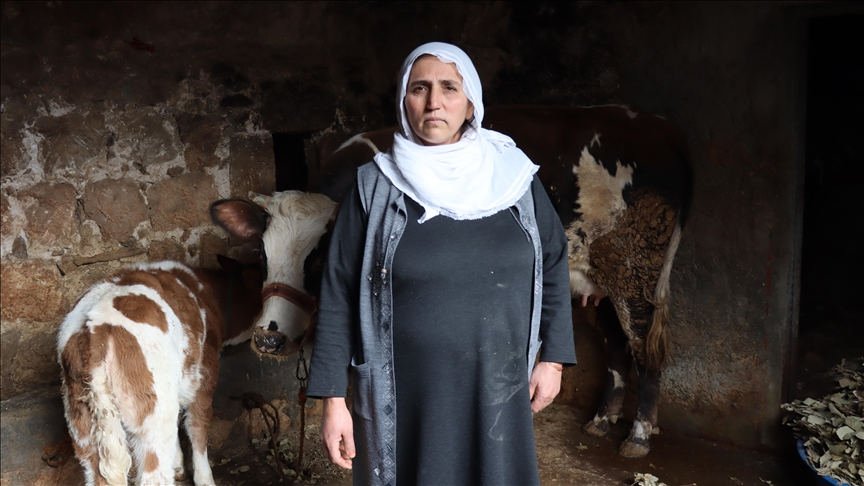 Li Mêrdînê çêlek û golika wê bi diyarî dan jinika ku çêleka wê mirar bû