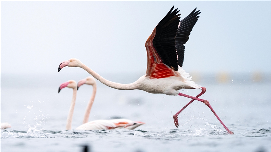 Kocaeli Körfezi flamingolara ev sahipliği yapıyor