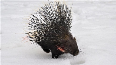 Li Hekariyê jûjiya tîravêj a Hindê ya ku li siruştê kêm tê dîtin, tê tedawîkirin