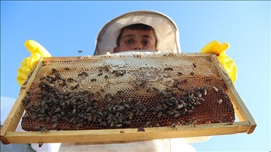 Arıcılıkta koloni kayıplarının azaltılması bal üretimi için önem taşıyor