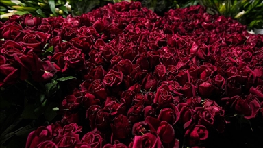 İzmir'de gül yetiştirilen seralarda Sevgililer Günü mesaisi 