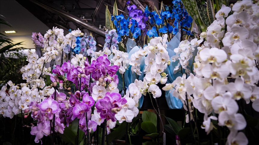 Sevgililer Günü'nün yeni trendi orkide ve kelebek buketler oldu