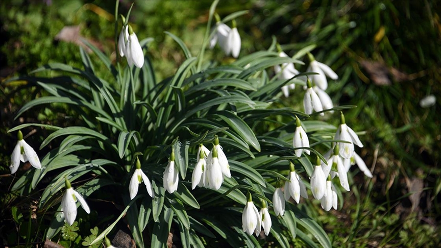 Küre Dağları'nda kardelenler sıcak hava nedeniyle erken karsız kaldı