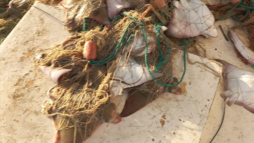 Nesli tehdit altındaki "boğa vatozu" Antalya'da sürü halinde ağa takıldı