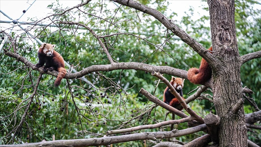 Bursa Hayvanat Bahçesi'nde kırmızı panda yavrularına özenle bakılıyor