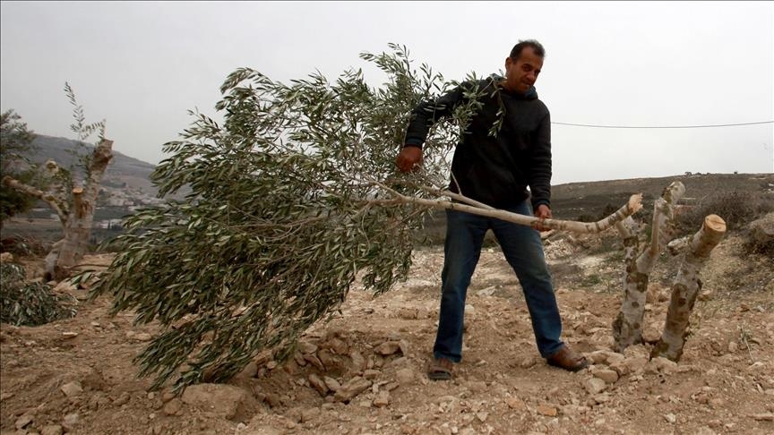 Израильские поселенцы вырубили 300 оливковых деревьев на Западном берегу