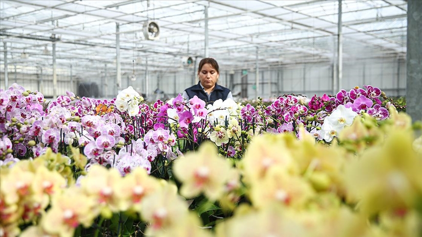 Çukurova'da çiçekler Sevgililer Günü'ne hazır