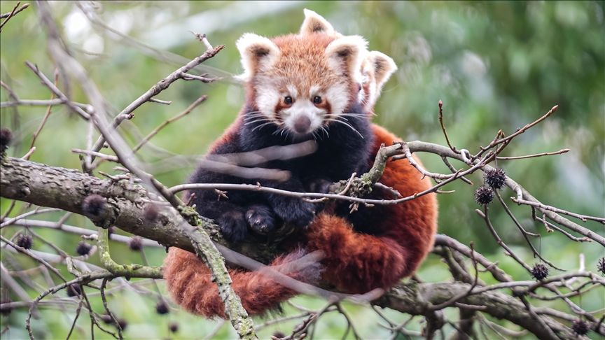 Bursa Hayvanat Bahçesi'nde kırmızı panda yavrularına özenle bakılıyor