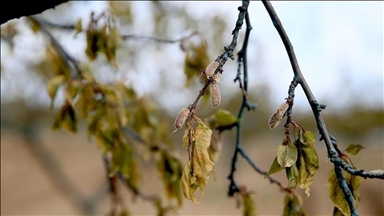Üreticilere verilen destekler zirai don ödeneğiyle geçen yıl 158,55 milyar liraya yükseldi