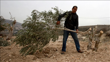 Filistin topraklarını gasbeden İsrailliler, Batı Şeria'da Filistinlilerin 300 zeytin ağacını kesti
