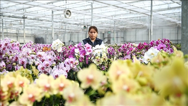 Çukurova'da çiçekler Sevgililer Günü'ne hazır