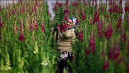 Kesme çiçek ihracatında "aslanağzı" alternatif oldu