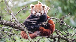 Bursa Hayvanat Bahçesi'nde kırmızı panda yavrularına özenle bakılıyor