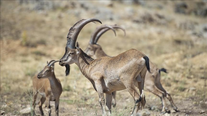 مشاهد نادرة لحيوانات برية في أنطاليا التركية