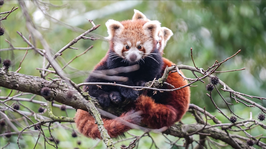 صغيرا باندا حمراء.. نجمان جديدان في حديقة تركية