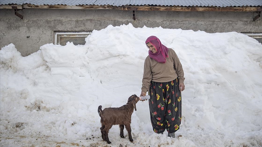 Kar kalınlığının 2,5 metreye ulaştığı Ovacık'ta besiciler zorlu kış şartlarına göğüs geriyor