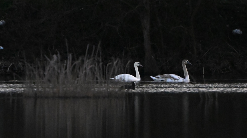 Göç yolunda yorgun düşen kuğular doğa koruma ekiplerinin gözetiminde