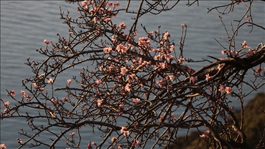 Tekirdağ'da badem ağaçları çiçek açtı