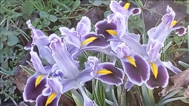 Li Meletiyê kulîlkên newrozê bişkivîn