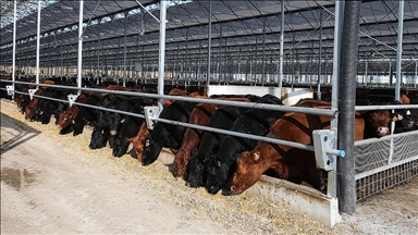 Et ve Süt Kurumundan besilik hayvanların teslimat süreçlerine ilişkin açıklama