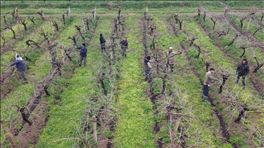 Manisa'da üzüm bağlarında budama mesaisi