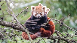 صغيرا باندا حمراء.. نجمان جديدان في حديقة تركية