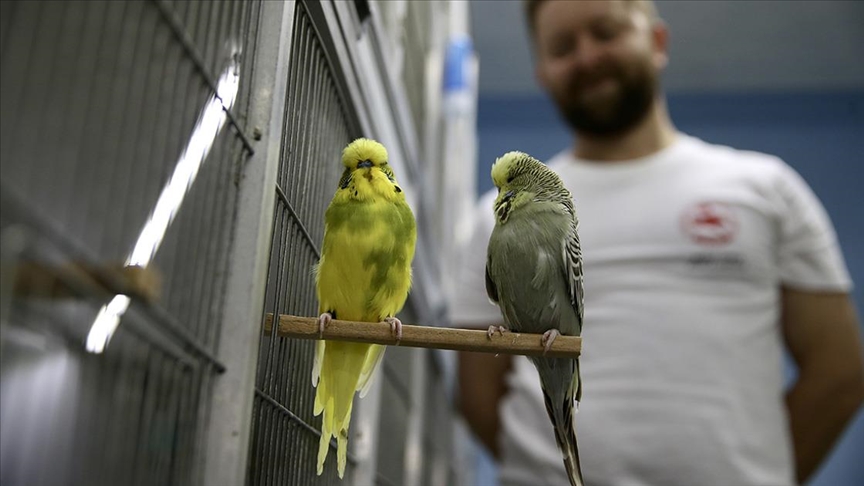 Hobisi olan muhabbet kuşlarına, evinin üstüne koyduğu konteynerde bakıyor