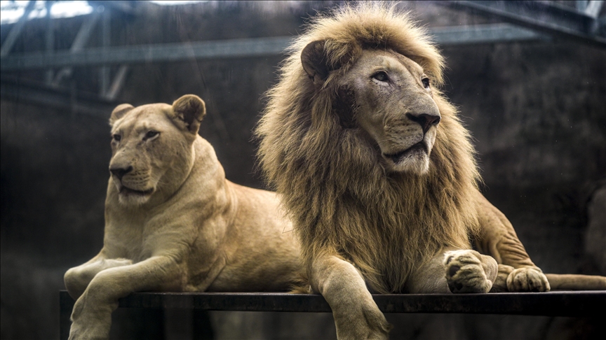 Lions lived in Japan thousands of years ago: Study