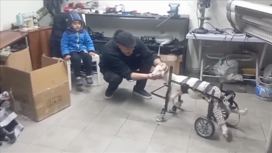 Doğuştan engelli kuzu "Pamuk", hayvanseverin tasarladığı yürüteçle ayağa kalktı