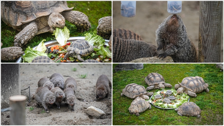 Bursa Hayvanat Bahçesi'nde sıcak iklim hayvanlarına kış bakımı