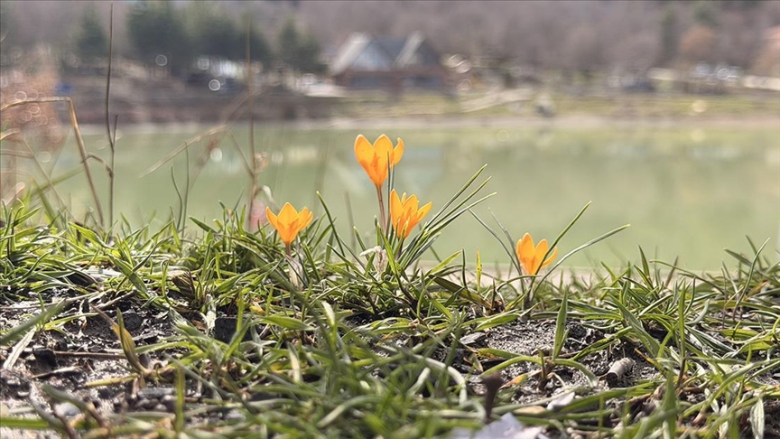 Çorum'da Yeşil Göl'ün çevresi çiğdem ve menekşelerle kaplandı