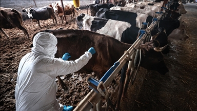 Güney Afrika'da şap salgını nedeniyle "ulusal afet hali" ilan edildi