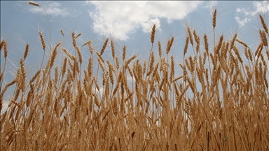 TMO lisanslı depolardaki buğdayı günlük satışa açıyor
