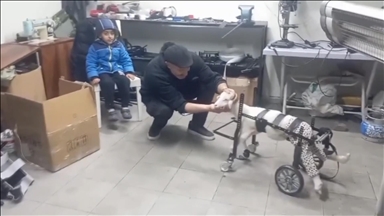 Doğuştan engelli kuzu "Pamuk", hayvanseverin tasarladığı yürüteçle ayağa kalktı