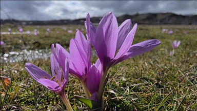 Li Bîngolê pîvokên mizginiya biharê vekirin