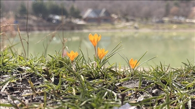 Çorum'da Yeşil Göl'ün çevresi çiğdem ve menekşelerle kaplandı
