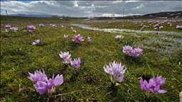 Bingöl'de baharın müjdecisi çiğdemler açtı