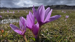 Li Bîngolê pîvokên mizginiya biharê vekirin