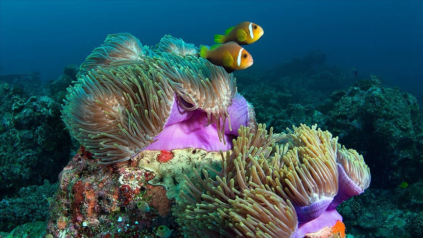 Maldivler’de iklim değişikliği mercan resiflerini tehdit ediyor