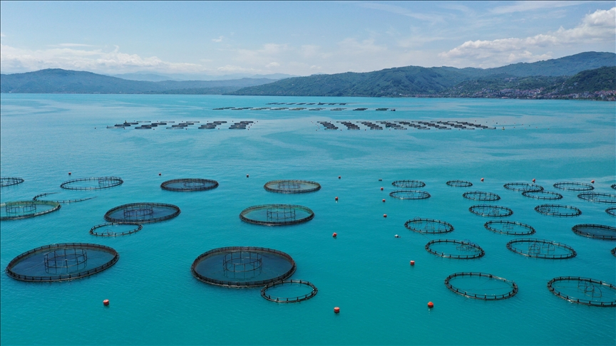 Ordu'da kafes balıkçılığı tesislerinde 2025'te 6 bin ton üretim gerçekleşti