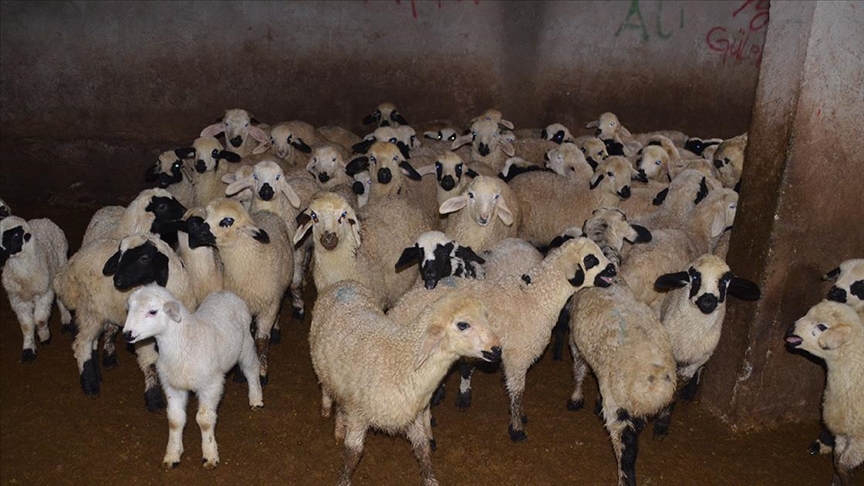 Muş'ta dünyaya gelen kuzu ve oğlaklar besicilerin mesaisini artırdı