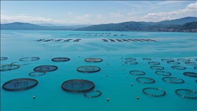 Ordu'da kafes balıkçılığı tesislerinde 2025'te 6 bin ton üretim gerçekleşti