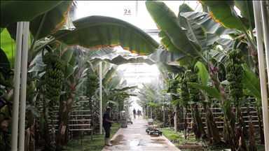  Arizona officials may sue EPA over its rollback of greenhouse gas regulations: Report