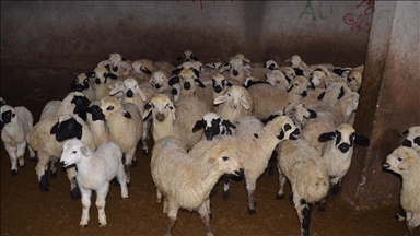 Muş'ta dünyaya gelen kuzu ve oğlaklar besicilerin mesaisini artırdı