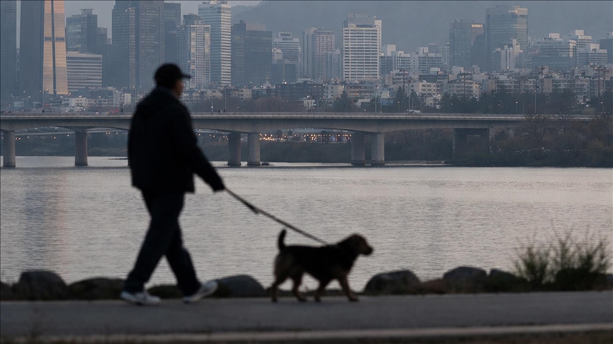 Ankete göre Güney Kore'de her 10 evden yaklaşık 3'ünde evcil hayvan besleniyor