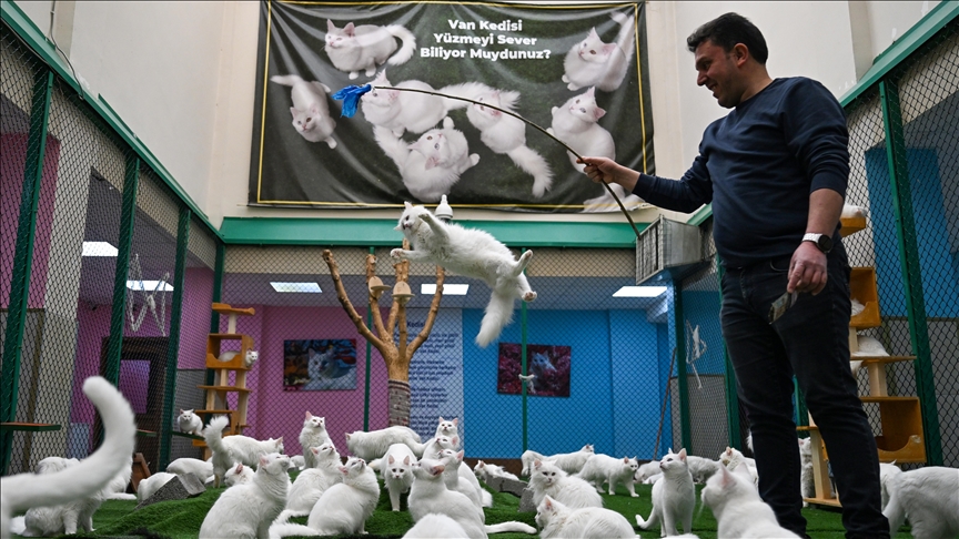 Na turskom univerzitetu rade na očuvanju čistokrvne rase Van mačke