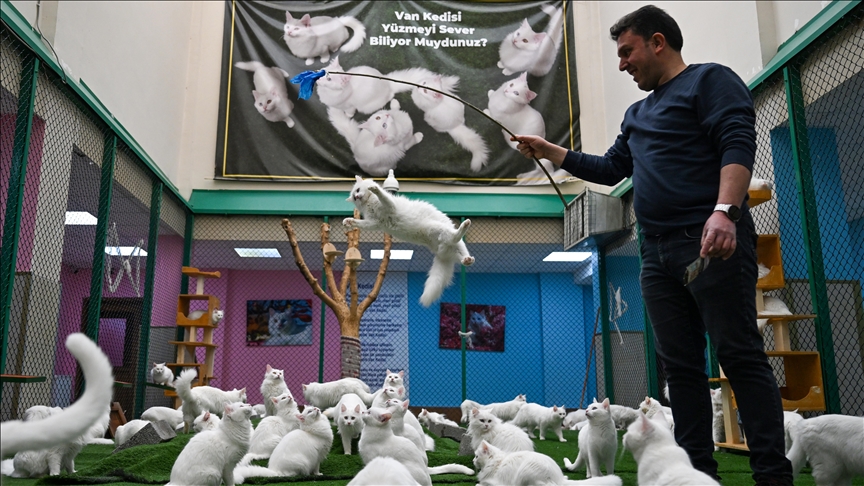 Li Wanê armanc zêdekirina têjikên pişîkên Wanê yên cins e